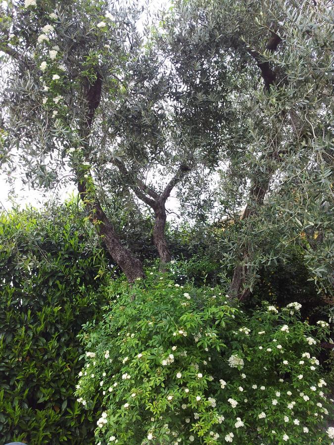 Debora Maison B&B Colombare Di Sirmione Εξωτερικό φωτογραφία